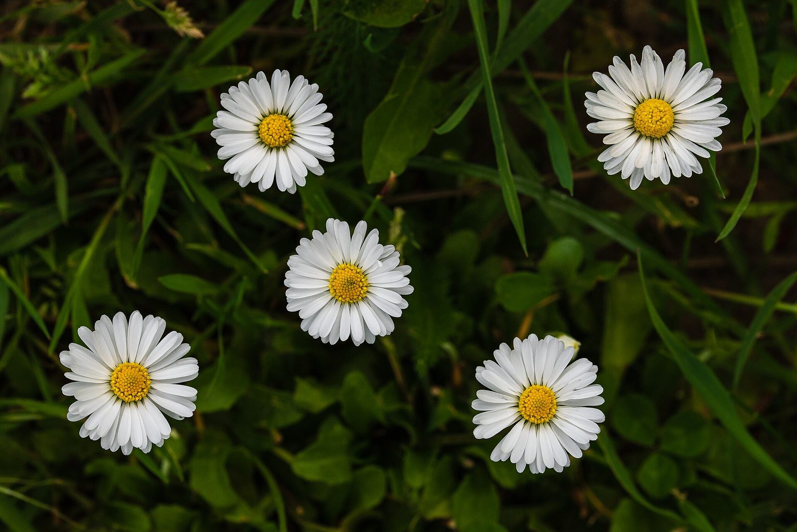 Five common daisies, Bellis perennis, the species most birth-flower charts name for April, distinct from the oxeye daisy and Shasta daisy that also go by the name "daisy"