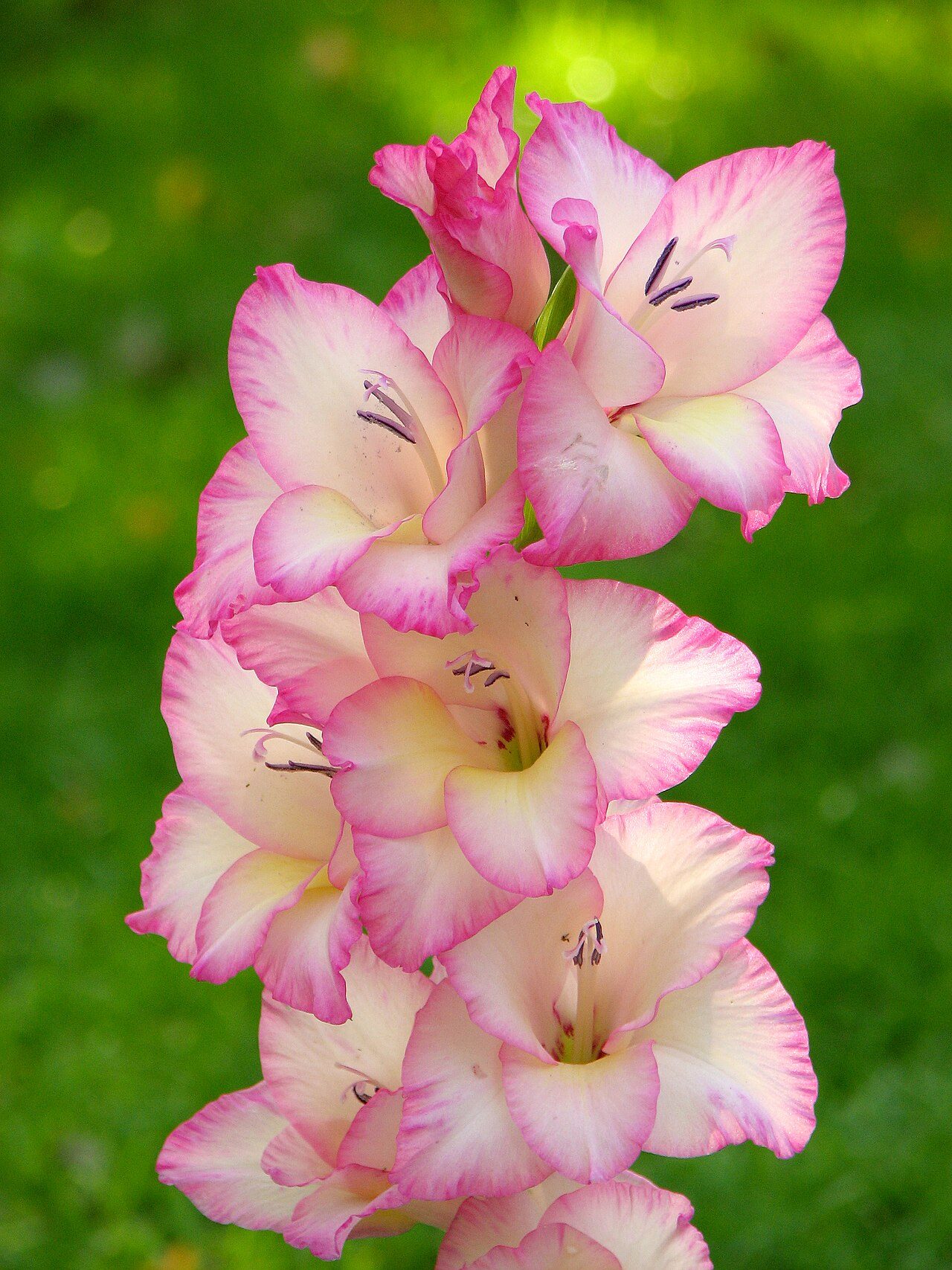 Pink gladiolus 'Priscilla' cultivar in bloom, the type of hybrid grown commercially today, not the wild Mediterranean species Pliny originally named