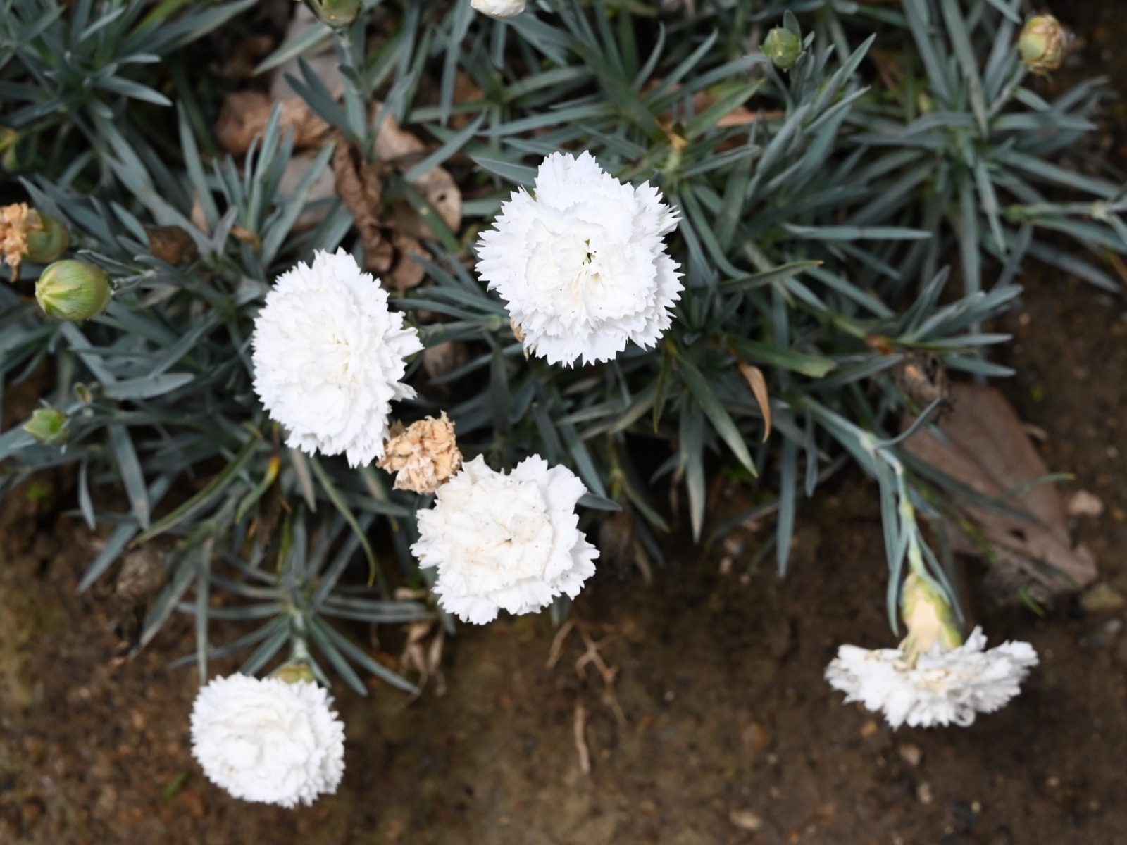 Dianthus caryophyllus, the carnation, January's birth flower, whose common name has three competing and unresolved origin stories
