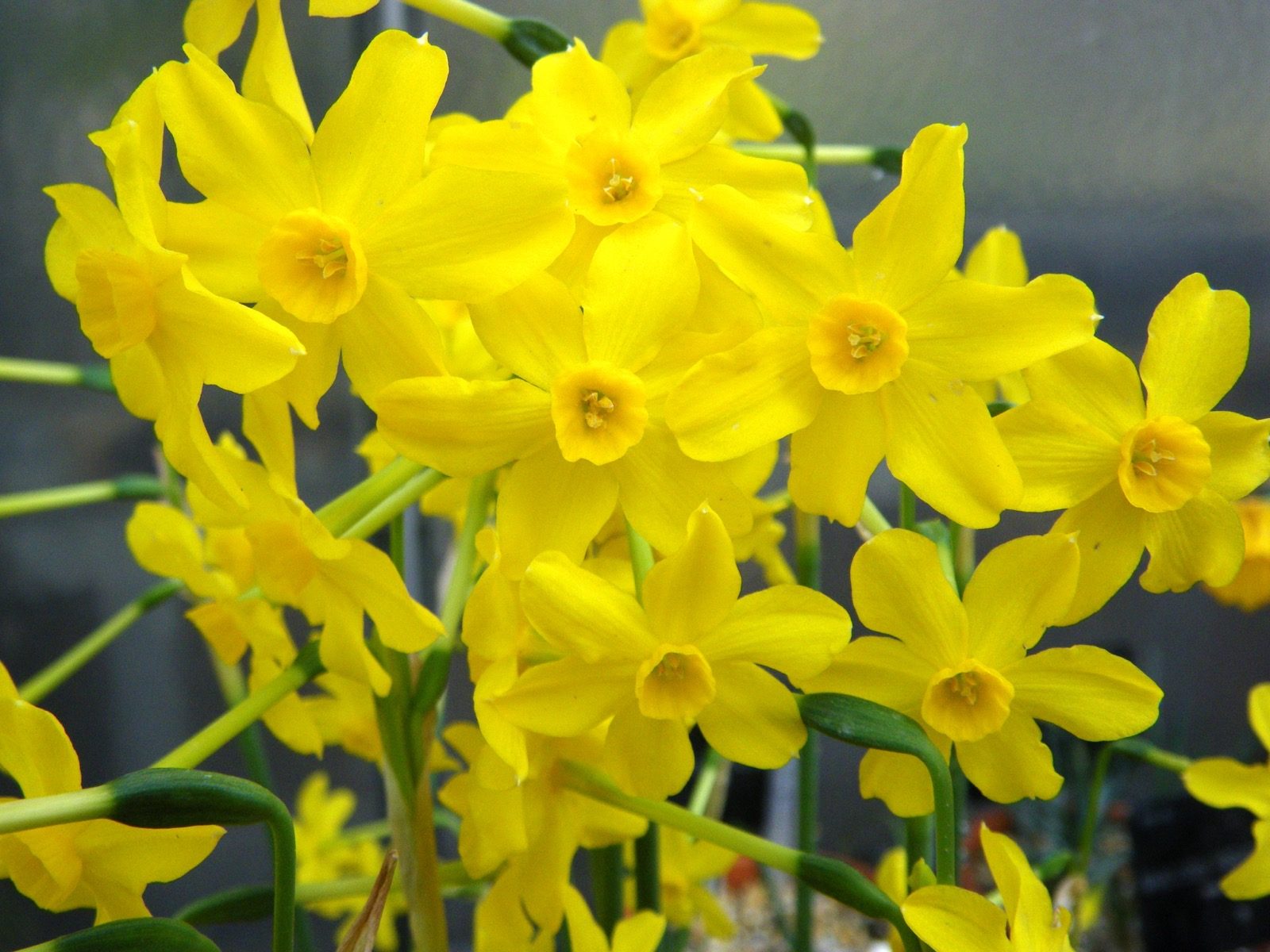Narcissus jonquilla (jonquil) in bloom, showing the several small flowers per stem and slender, round-tipped leaves that distinguish it from the single-flowered daffodil it's often mistaken for