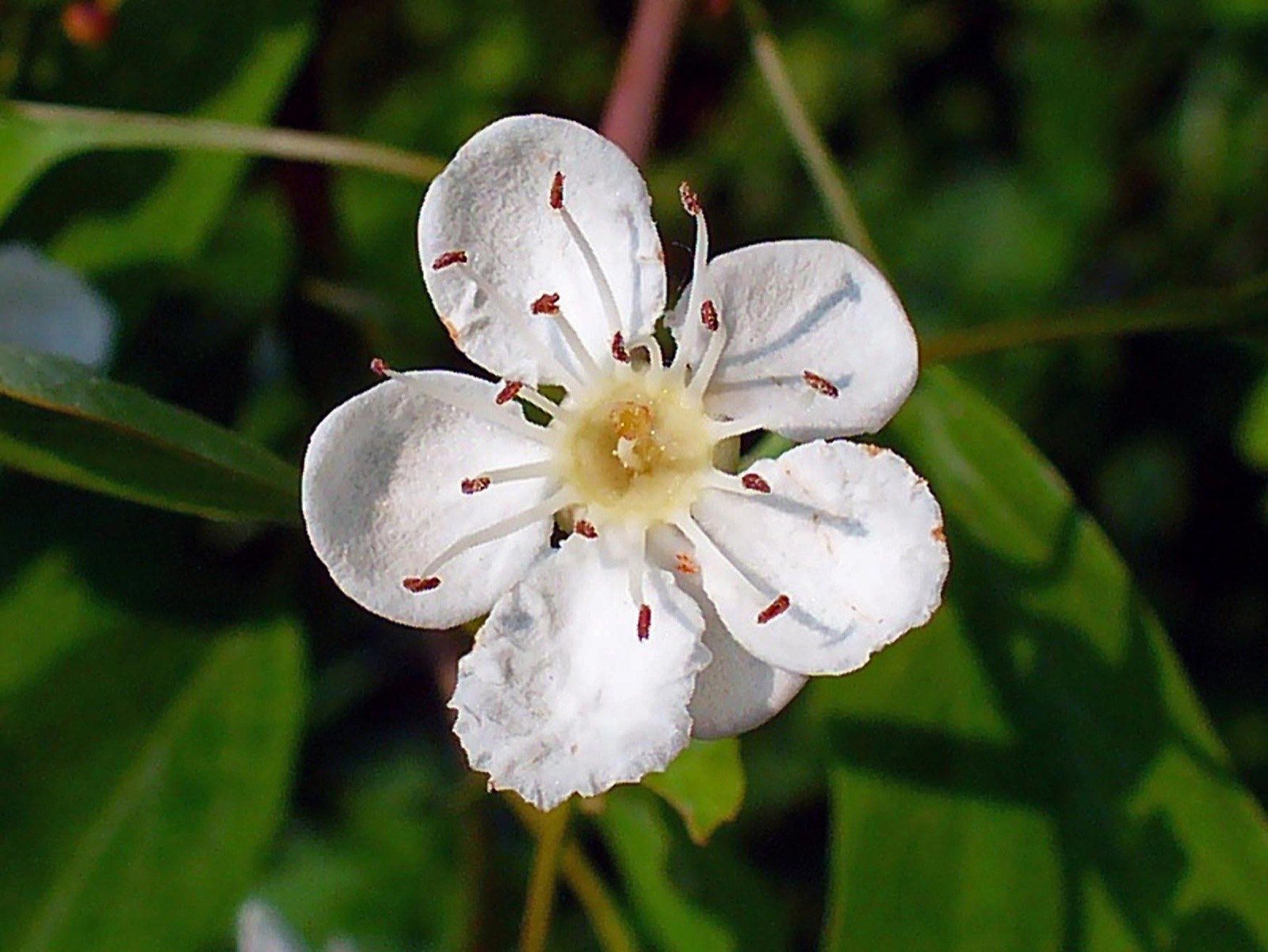 Crataegus monogyna (common hawthorn) in flower in Karlsruhe, Germany. The genus name comes from Greek words for "strength" and "sharp," describing the wood and thorns, while the English name "hawthorn" separately comes from an Old English word for hedge