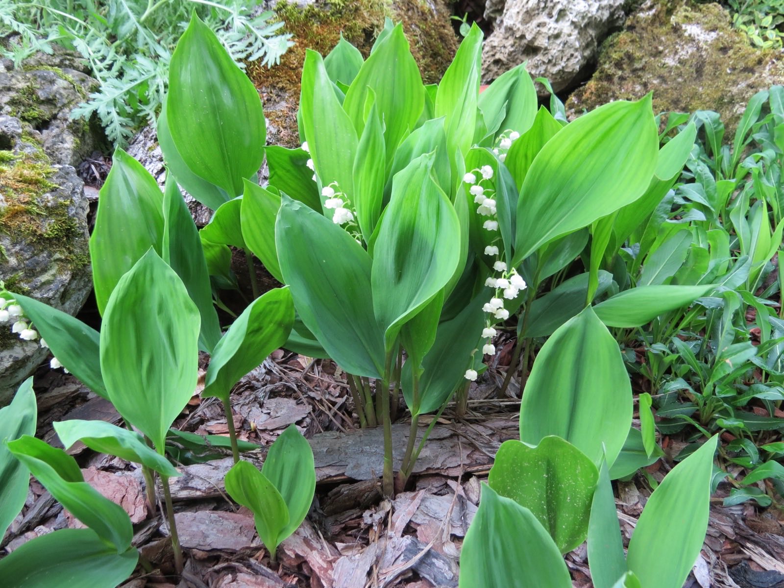 Convallaria majalis (lily of the valley) in bloom, the primary May birth flower whose French May Day gift-giving custom is popularly credited to a 1561 royal legend that French Wikipedia itself labels unconfirmed