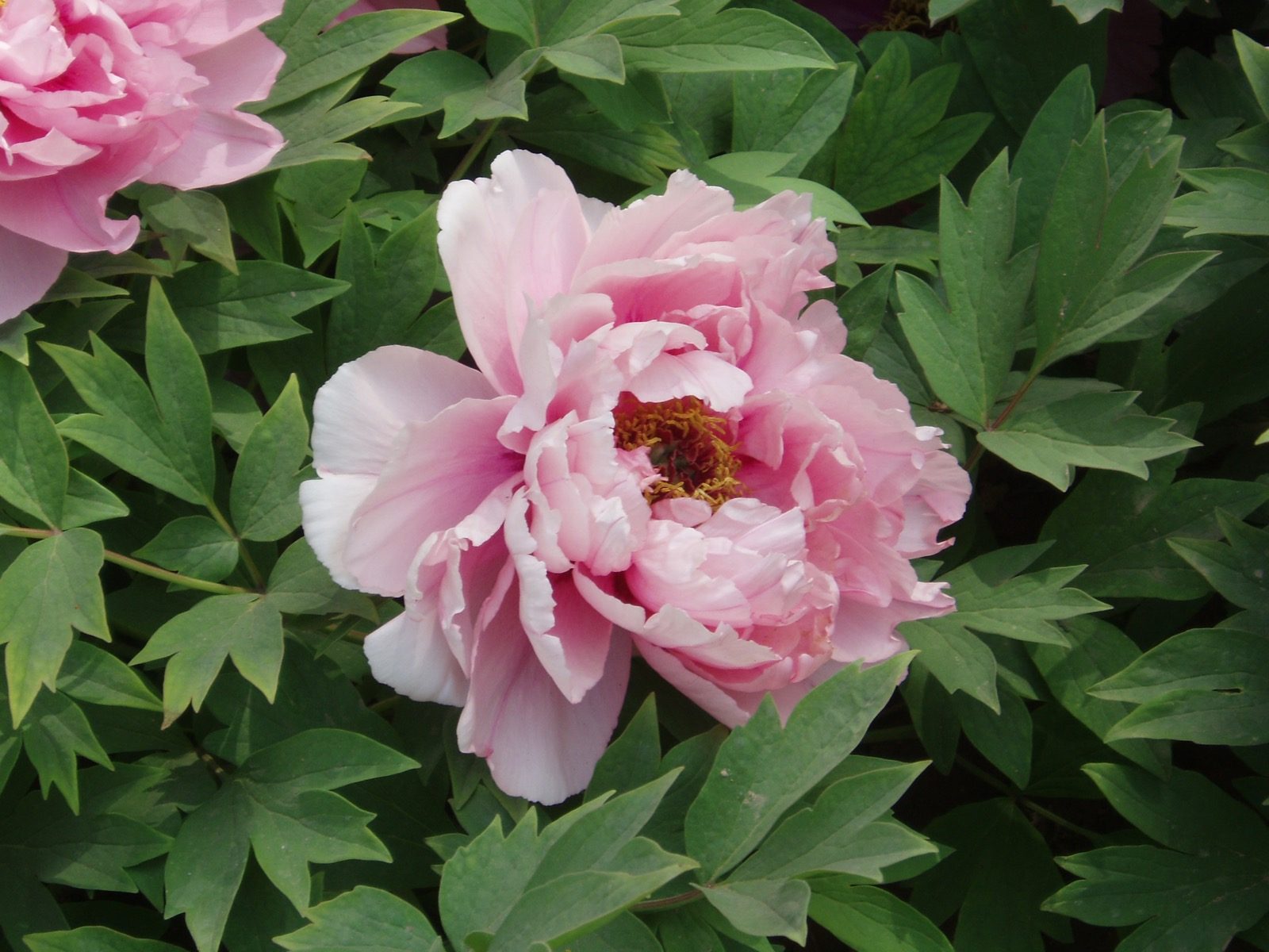 A pink tree peony (Paeonia suffruticosa) in bloom, a genus reclassified out of the buttercup family Ranunculaceae into its own family, Paeoniaceae, in the order Saxifragales