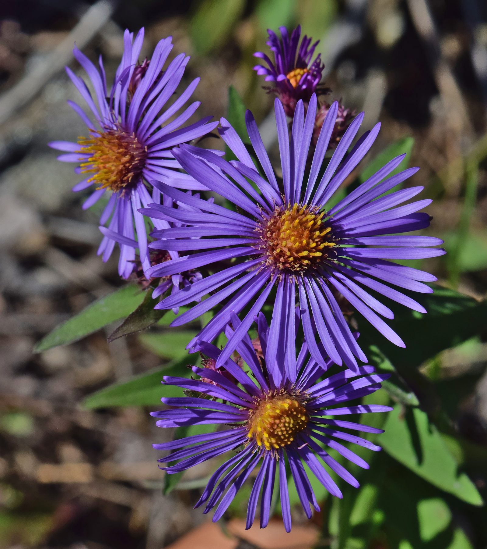 New England aster (Symphyotrichum novae-angliae) in bloom, one of the North American asters reclassified out of genus Aster in the mid-1990s